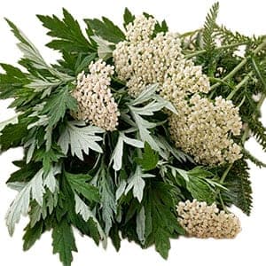 Achillea Millefolium Extract