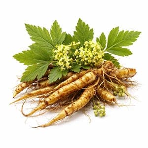 Coptis Japonica Extract