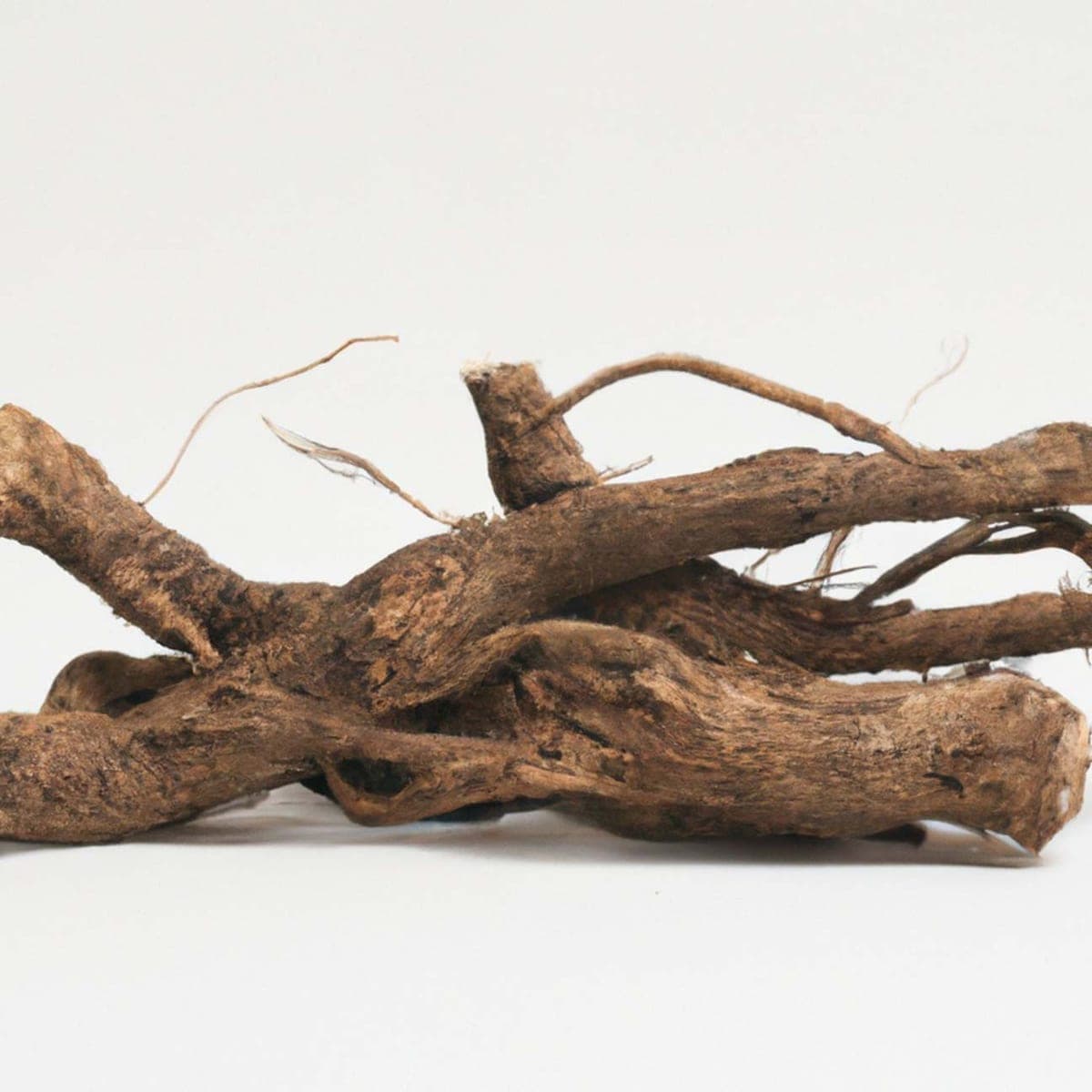 Ulmus Davidiana Root Extract