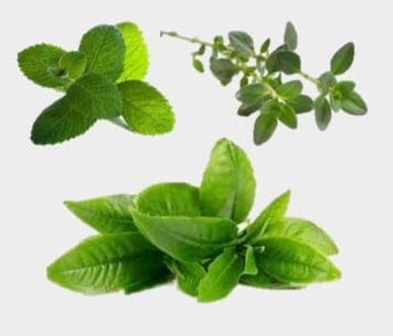 Calm Green Herbal Complex
