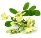 Moringa Oil