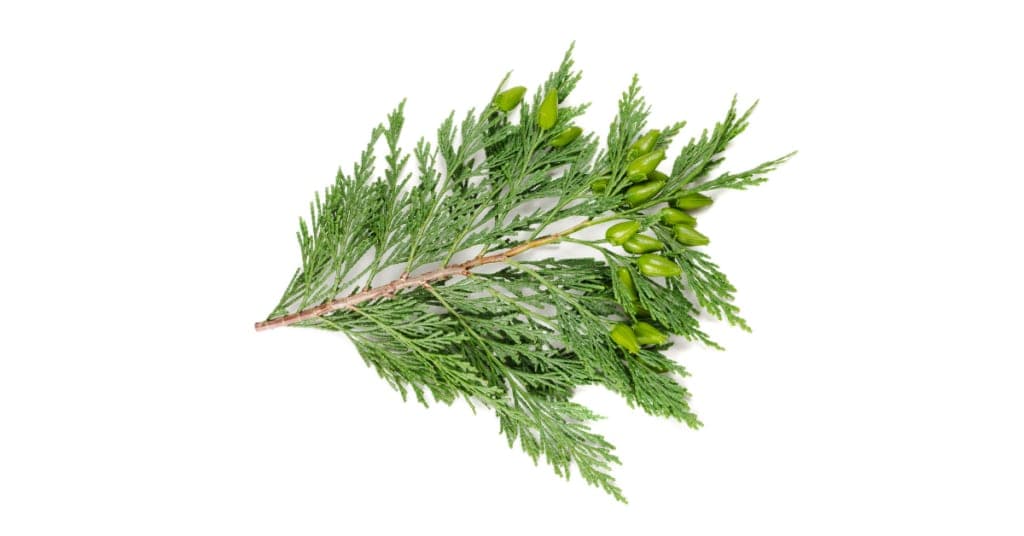 Cypress Water