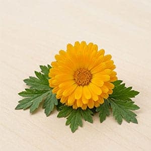 Arnica Montana Flower Extract