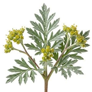 Artemisia Vulgaris Extract