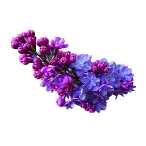 French Lilac Extract Patent (No. 10-2012-0144245)