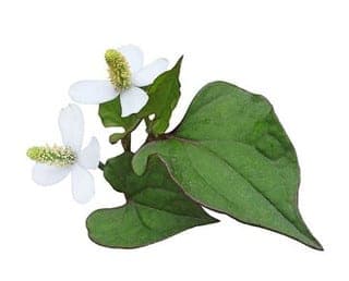 Houttuynia Cordata Extract