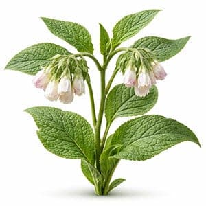 Allantoin
