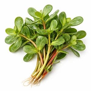 Portulaca Oleracea(Purslane) extract