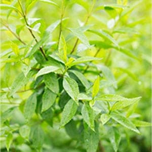 Tea Tree