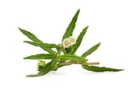 Eclipta Prostrata Extract