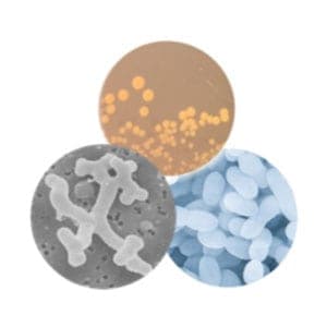 Lactobacillus Ferment Lysate