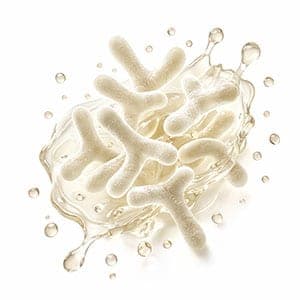 Bifida Ferment Lysate